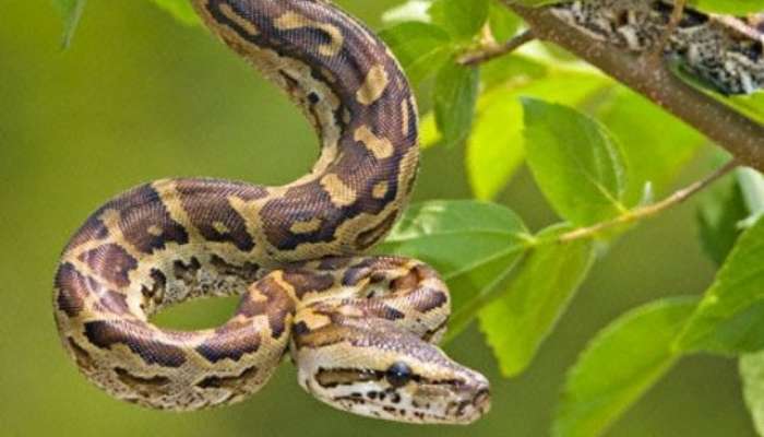 Snakes keep Distance these Plant in balcony