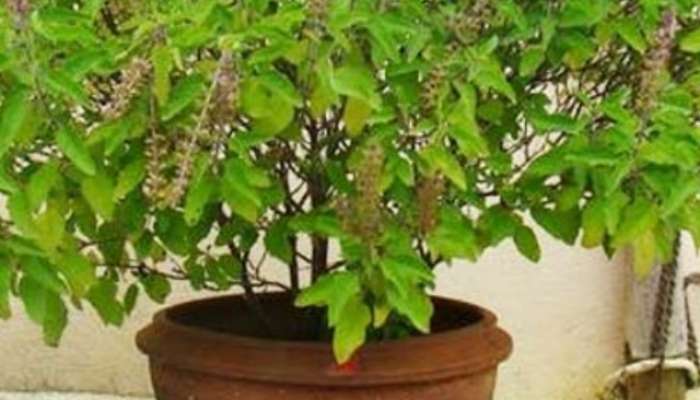do not keep these 5 things near the tulsi plant vastu tips in marathi 
