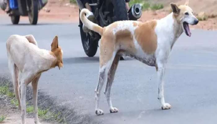 आईला शोधायाला बाहेर पडला अन् परतलाच नाही; भटक्या कुत्र्यांनी चिमुकल्याला घराबाहेरच संपवलं