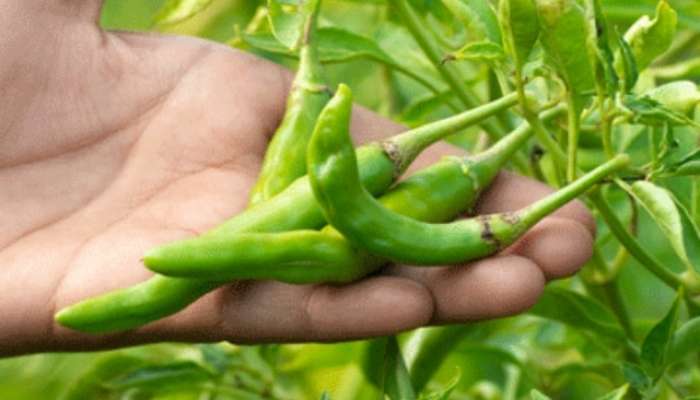 Unbelievable Health Benefits of Green Chillies in marathi 