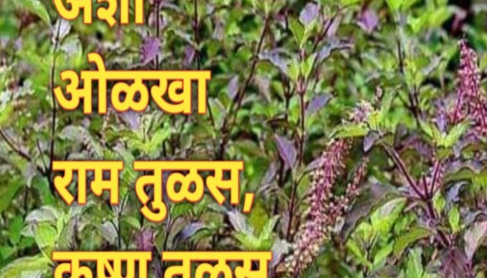 Tulsi Rules : राम व कृष्ण तुळसमध्ये फरक काय? घरात कोणती तुळस शुभ? आर्थिक समस्यावर मात करण्यासाठी &#039;या&#039; दिवशी लावा रोप