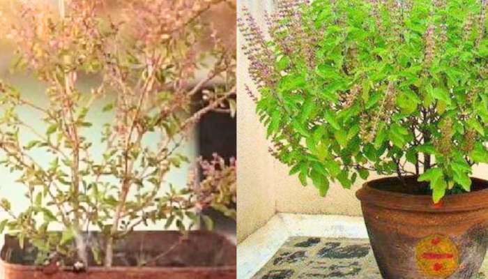तुमच्या घरातील तुळस सतत सुकते? 'हे' खत वापरल्यास 10 दिवसात होईल पुन्हा हिरवीगार