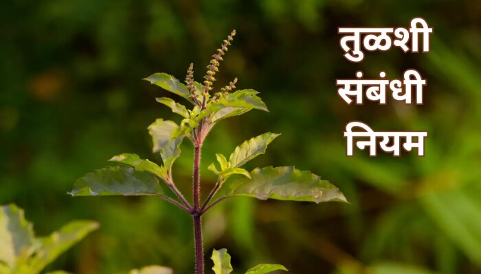 Tulsi Rules : घरात तुळशीचं रोप लावलेलं असेल तर हे नियम पाळा! नाहीतर होऊ शकतं मोठं नुकसान