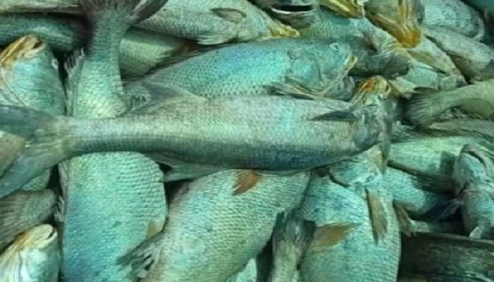 ghol fish, ghol fish gujarat, ghol fish price, ghol fish in english, ghol fish air bladder, ghol fish name in english, ghol fish benefits, ghol fish goof for health, ghol fish proteins, ghol fish medicinal value, घोळ, घोळ मासा, घोळीचा काटा, घोळीचं कालवण, ghol fish curry Recipe video 