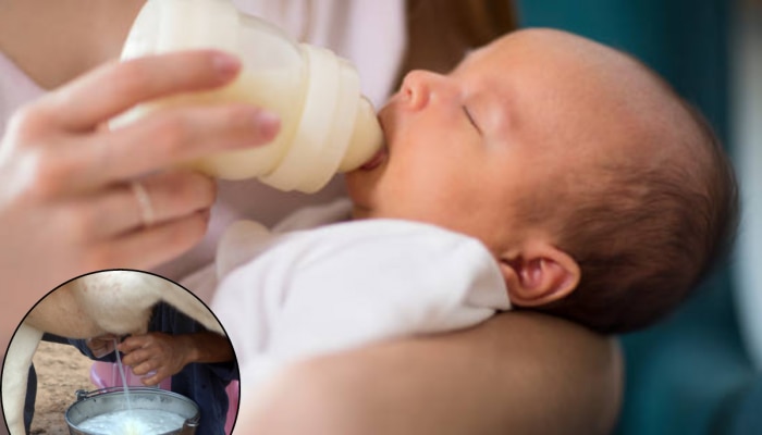Cow Milk For Baby : तान्हुल्याला अजिबात देऊ नका गाईचं दूध, डॉक्टरांनी सांगितली यामागची 5 कारणं