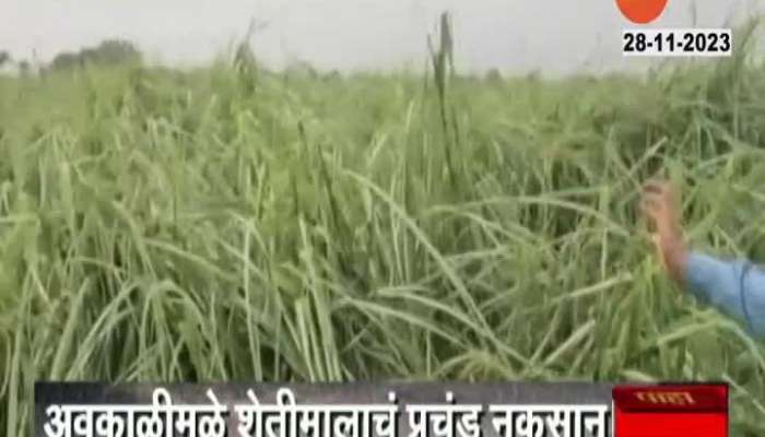 Shirur Ground Report Sugarcane Farm Damage From Unseasonal rain 