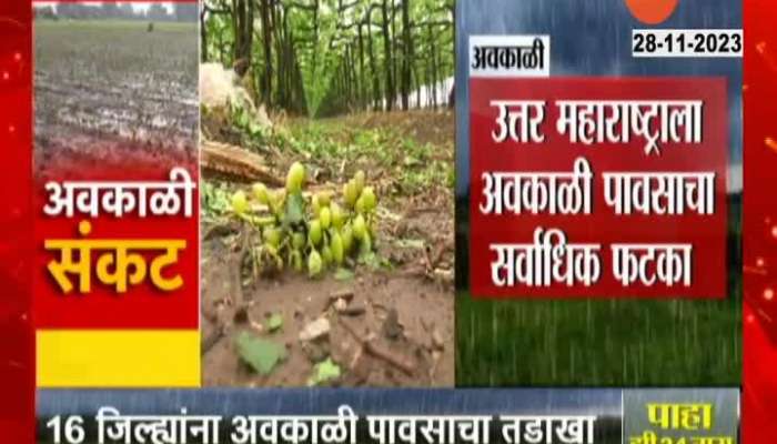 Unseasonal Rains Damage Crops In Various Parts Of Maharashtra