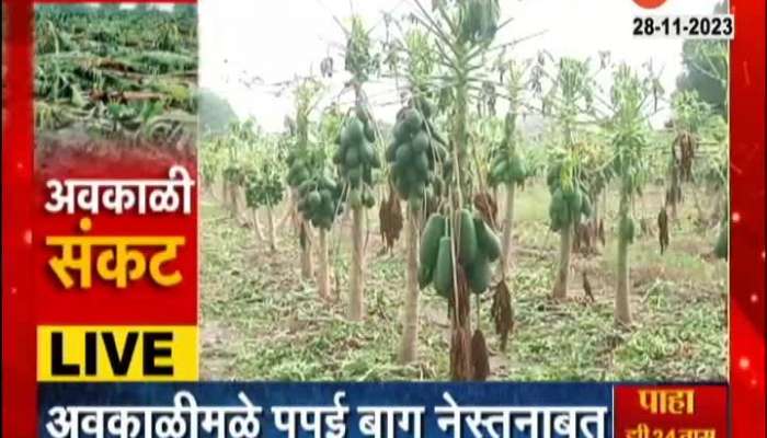 Papaya Gardens destroyed in rain in Nashik