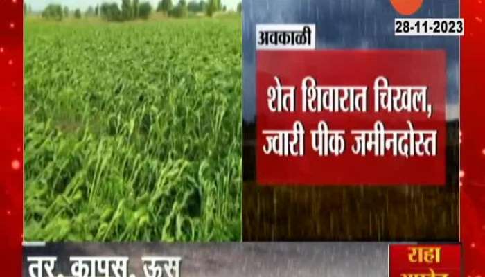 Parbhani Ground Report Damage Of Jawari Farm From Unseasonal Rain