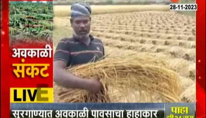 Unseasonal rain destroys crops in Nashik