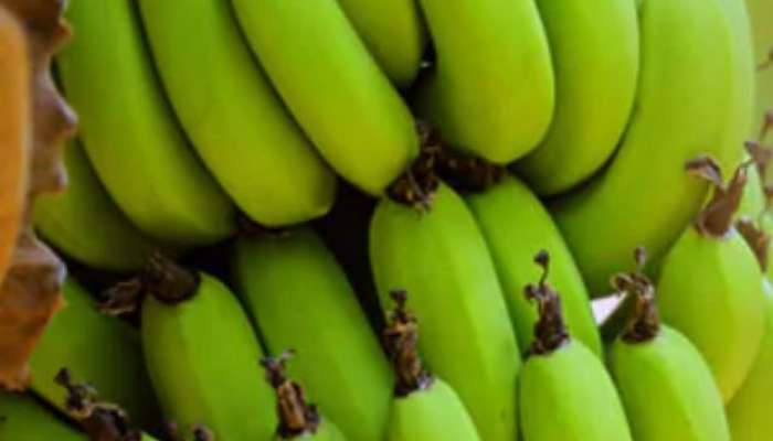 benefits of eating raw bananas in marathi