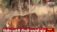 Chandrapur | ताडोबामध्ये वाघांची झुंज