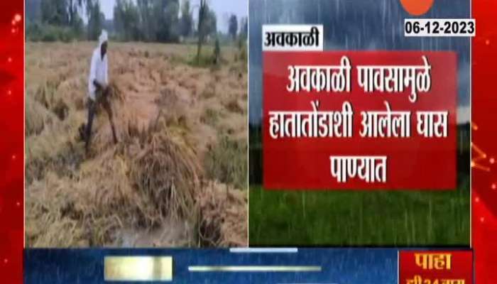 Bhandara Ground Report Farmers Problem Of Kharif Crops Damage