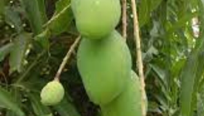 mango trees getting affected by Parasitic plants