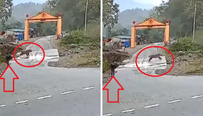 Viral Video : भयानक! मजेत रस्त्यावरून जात असताना अचानक समोरून आला वाघ अन् मग...