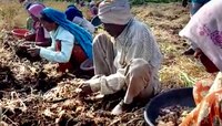 'PM किसान'चा देशात गाजावाजा पण 'या' कारणामुळे नंदुरबारचे 16,225 शेतकरी योजनेपासून वं
