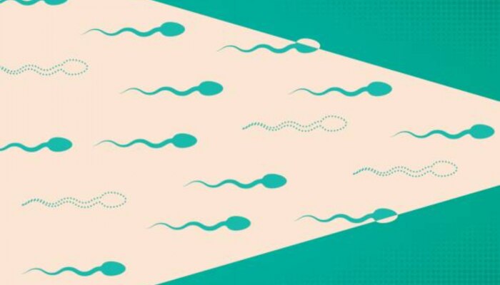 वैज्ञानिकांचा दावा - पुरुषांसाठी वरदान ठरतात &#039;हे&#039; 2 पदार्थ, Male Fertility मध्ये करतात सुधार 