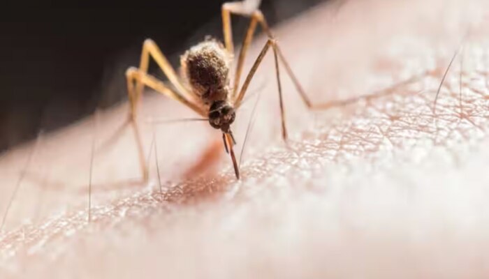 Dengue Case: महाराष्ट्रात डेंग्यूचा कहर; दर तासाला दोघांना लागण