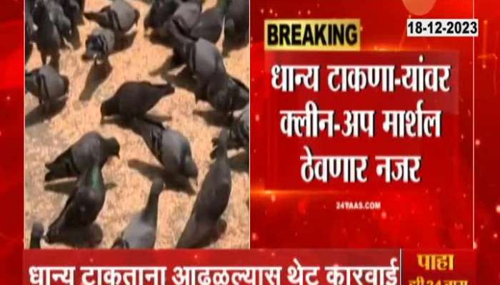 Mumbai Mahapalika To Fine people Feeding Pigeions