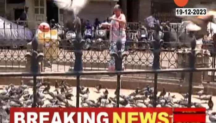 Mumbai news Change Habbit Of Feeding Pigeons Or Face Fine Report