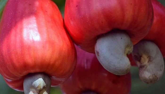 How to plant cashew at home tips in marathi 
