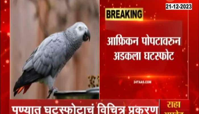 Pune news husband asks african parrot in divorce case