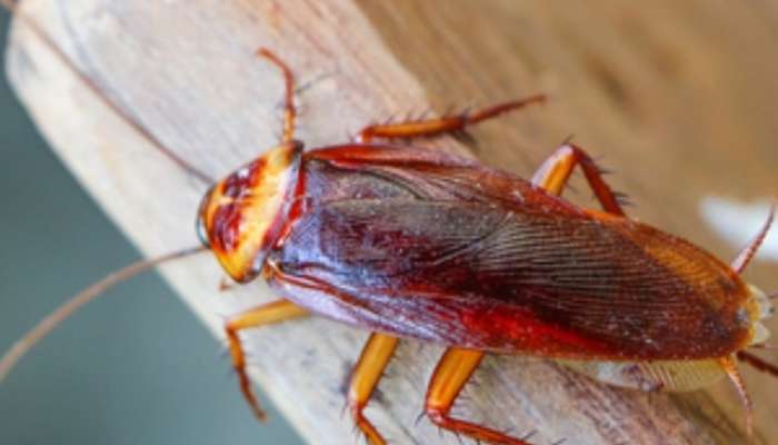 Home Remedies to get rid of cockroaches in the house Marathi News