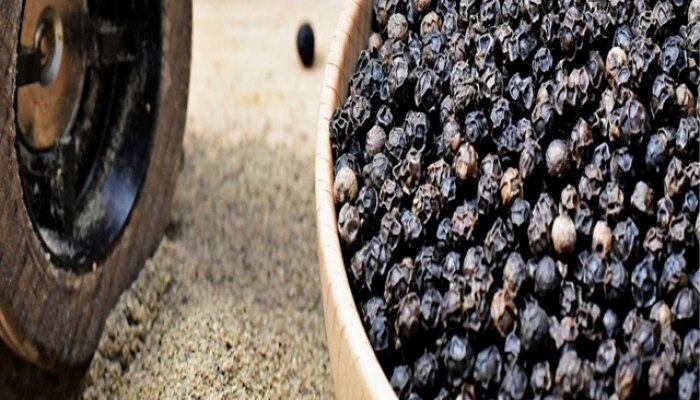 Black Pepper : आयुर्वेदिक गुणधर्मांनी परिपूर्ण काळी मिरीबाबत 'ही' चूक 10 आजारांना निमंत्रण