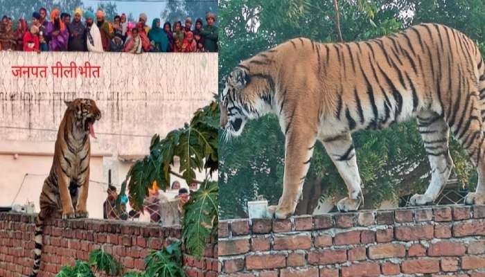 एक वाघ अन् शेकडो गावकरी; नेमकं नियंत्रित कोणाला करायचं? VIDEO तुफान व्हायरल