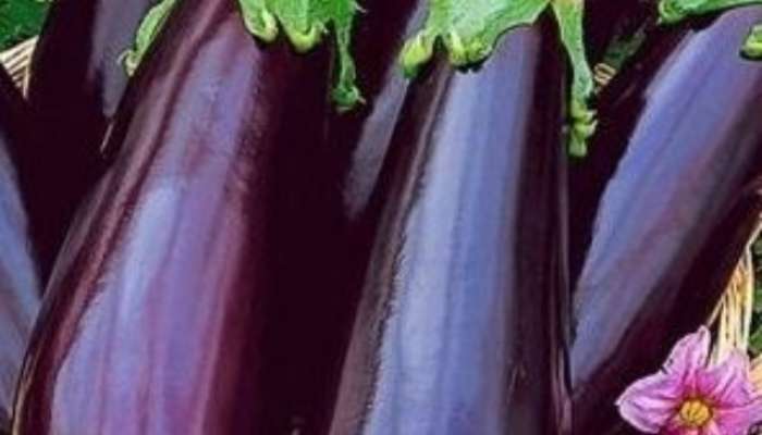 People with THESE problems should avoid brinjal