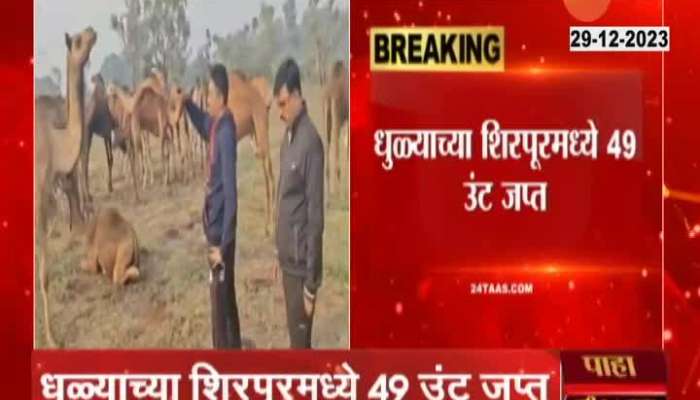 Dhule Shirpur Police Seized Forty Nine Camels