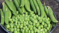 Kitchen Tips :  हिरवे वाटण्याचे टरफलं फेकून देता? थांबा, आधी वाचा याचे फायदे…