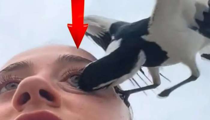 Viral Video: माणसाचे डोळे फोडणारा कोणता हा पक्षी? पाहून उडेल थरकाप