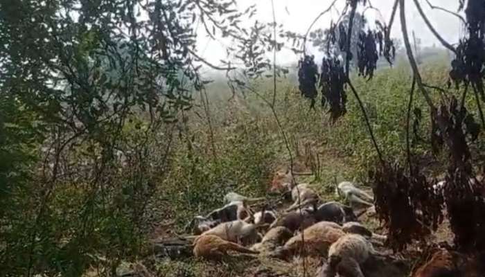  वर्ध्यात खळबळ! 80 मेंढ्यांचा मृत्यू, मेंढपाळ शेतातून घेऊन जात असताना अचानक कोसळल्या