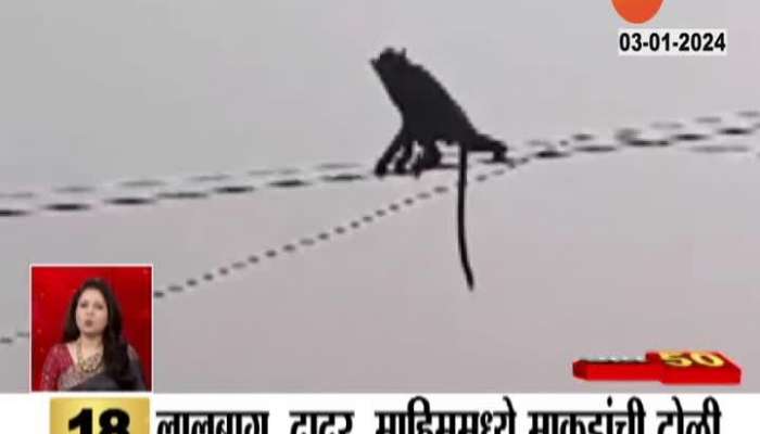 Mumbai News Monkeys Seen at Mumbai Lalbagh
