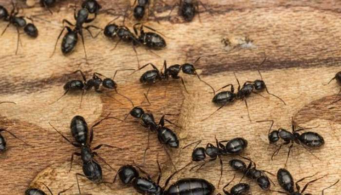  मुंग्या कानांनी नाही तर पायांनी ऐकतात ? 