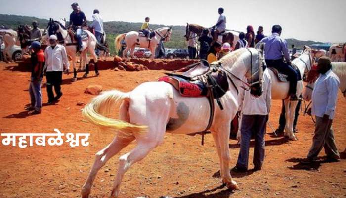 महाबळेश्वरला पर्यटनासाठी जात असाल तर सावधान! घोड्यांमुळे ओढावलंय भयानक संकट