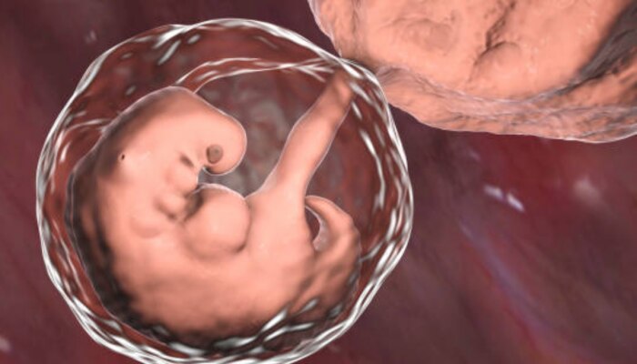 Fetal Development : चौथ्या आठवड्यात गर्भात इतकं मोठं होतं बाळ, छोटीशी चूक पण पडेल महागात 
