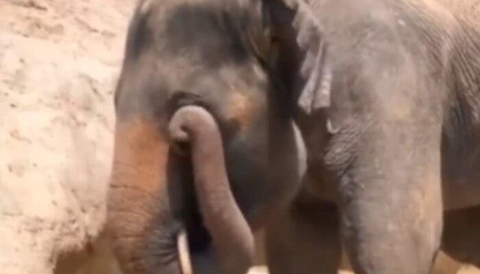 तुम्ही कधी हत्तीला डोळे चोळताना पाहिलंय? हा Viral Video तुम्हाला पोट धरून हसवेल