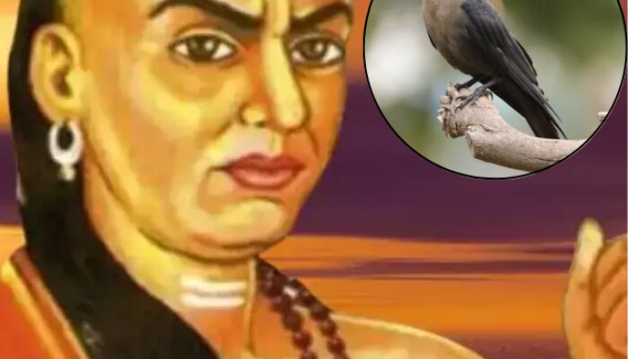 Chanakya Niti Learn Life Lesson from Crow in Marathi 