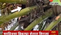 Leopard In Nifad Village | निफाडचियी नांदुर्डीत बिबट्याची दहशत, भरदिवसा बिबट्या नारळाच्या झाडावर चढला