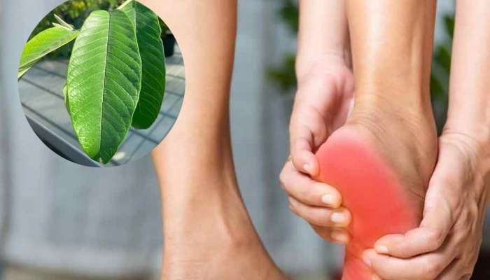 'या' झाडांची पाने खूपच गुणकारी, कोलेस्ट्रॉल ते हाय युरिक अ‍ॅसिड झटक्यात कमी होईल