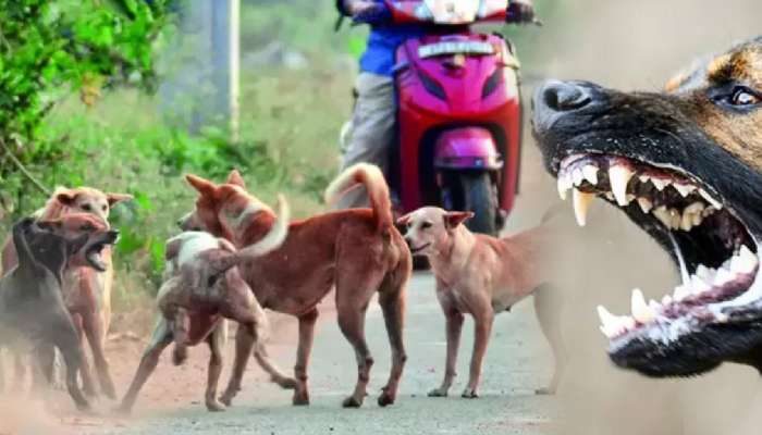 भारतात 'या' शहरात दर तिसऱ्या मिनिटाला भटक्या कुत्र्यांचा हल्ला; 23 दिवसांत 10 हजार लोकांना चावा
