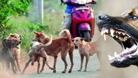 भारतात 'या' शहरात दर तिसऱ्या मिनिटाला भटक्या कुत्र्यांचा हल्ला; 10 हजार जणांना चावा