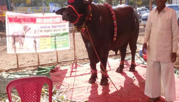  दीड टनाचा हिंदकेसरी रेडा! इंदापूर कृषी प्रदर्शनात गजेंद्रला पहायण्यासाठी तुफान गर्दी