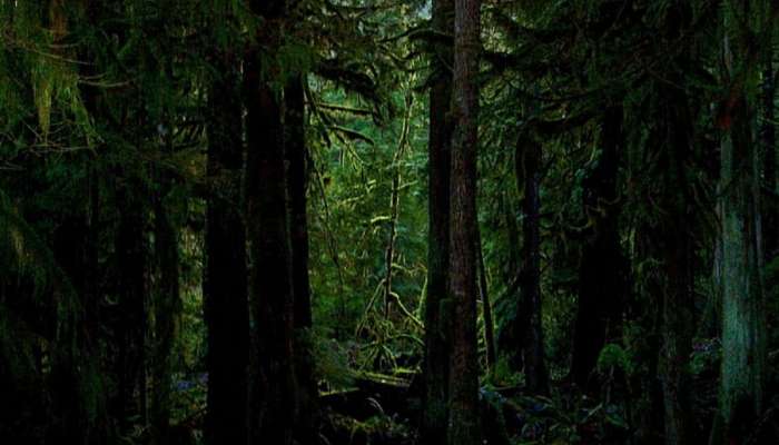 पृथ्वीवरील अनेक रहस्य उलगडणार; 385 दशलक्षवर्ष जुनं जंगल सापडलं, जंगलात 38 कोटी वर्षे जुने खडक