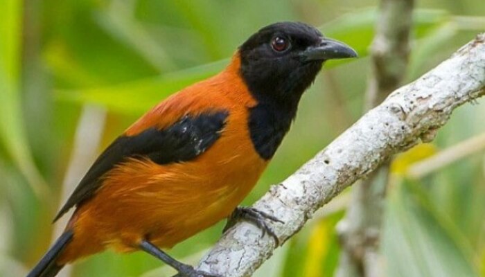 Most Poisonous Bird in the world hooded pitohui facts