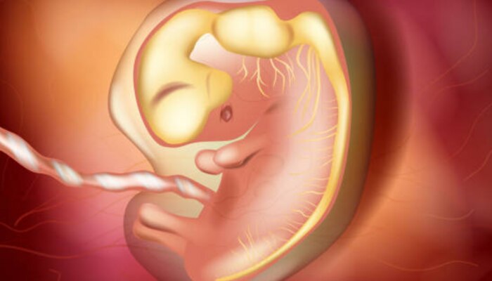 Fetal Development : सहाव्या आठवड्यात कसं असतं गर्भातील बाळ, कोणत्या अवयवांचा होतो विकास?