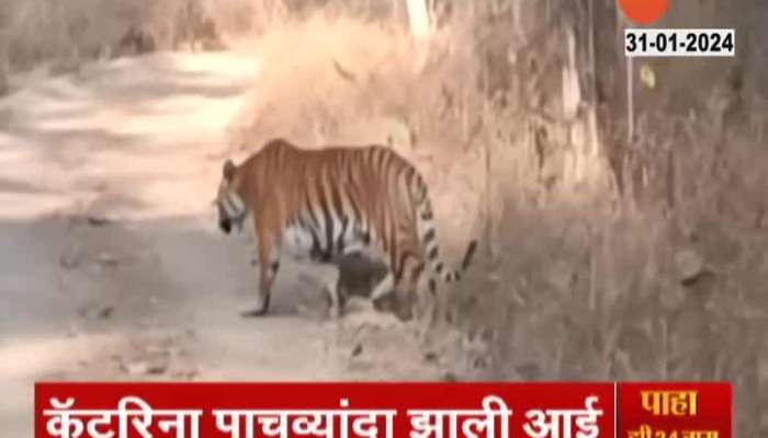Wardha Bore Tiger Reserve Katrina Tigress With Cub