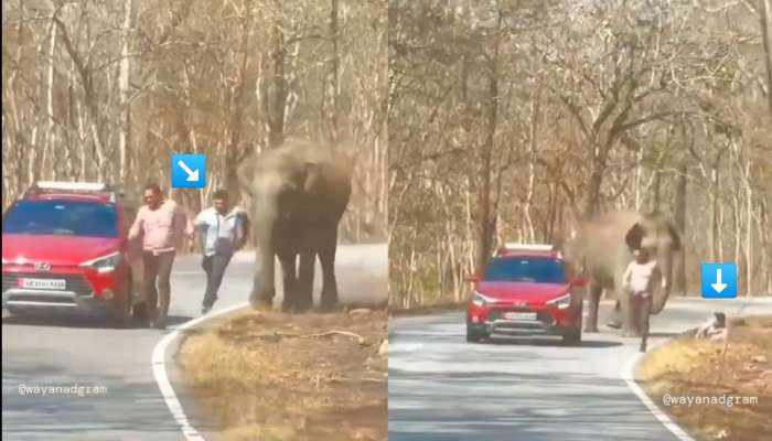 हत्तीने दमेपर्यंत पळवलं, अखेर एकजण खाली पडल्यानंतर थांबला अन् पायाने....; IFS अधिकाऱ्याने शेअर केला VIDEO